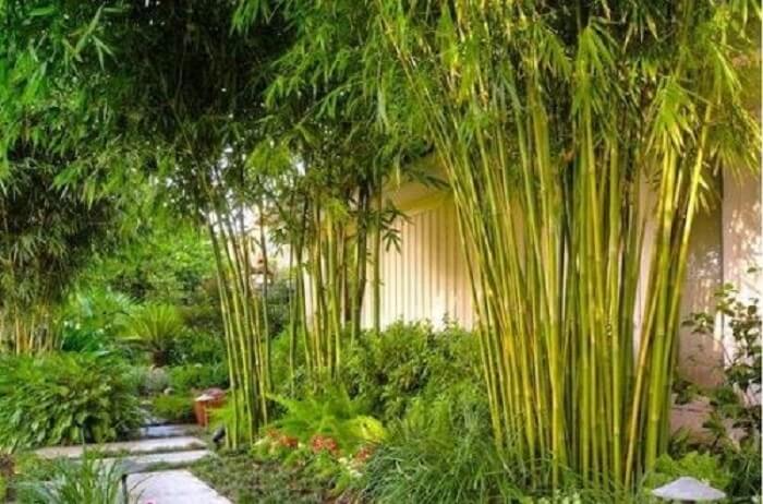 3 cây trồng trong sân là gia đình thịnh vượng, vàng ngọc đầy kho, 10 nhà trồng thì 11 nhà phất lên- Ảnh 1. 3 cây trồng trong sân là gia đình thịnh vượng, vàng ngọc đầy kho, 10 nhà trồng thì 11 nhà phất lên- Ảnh 1.