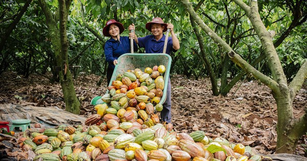 Cây Cacao Việt Nam và tiềm lực vươn mình ra thế giới- Ảnh 1.