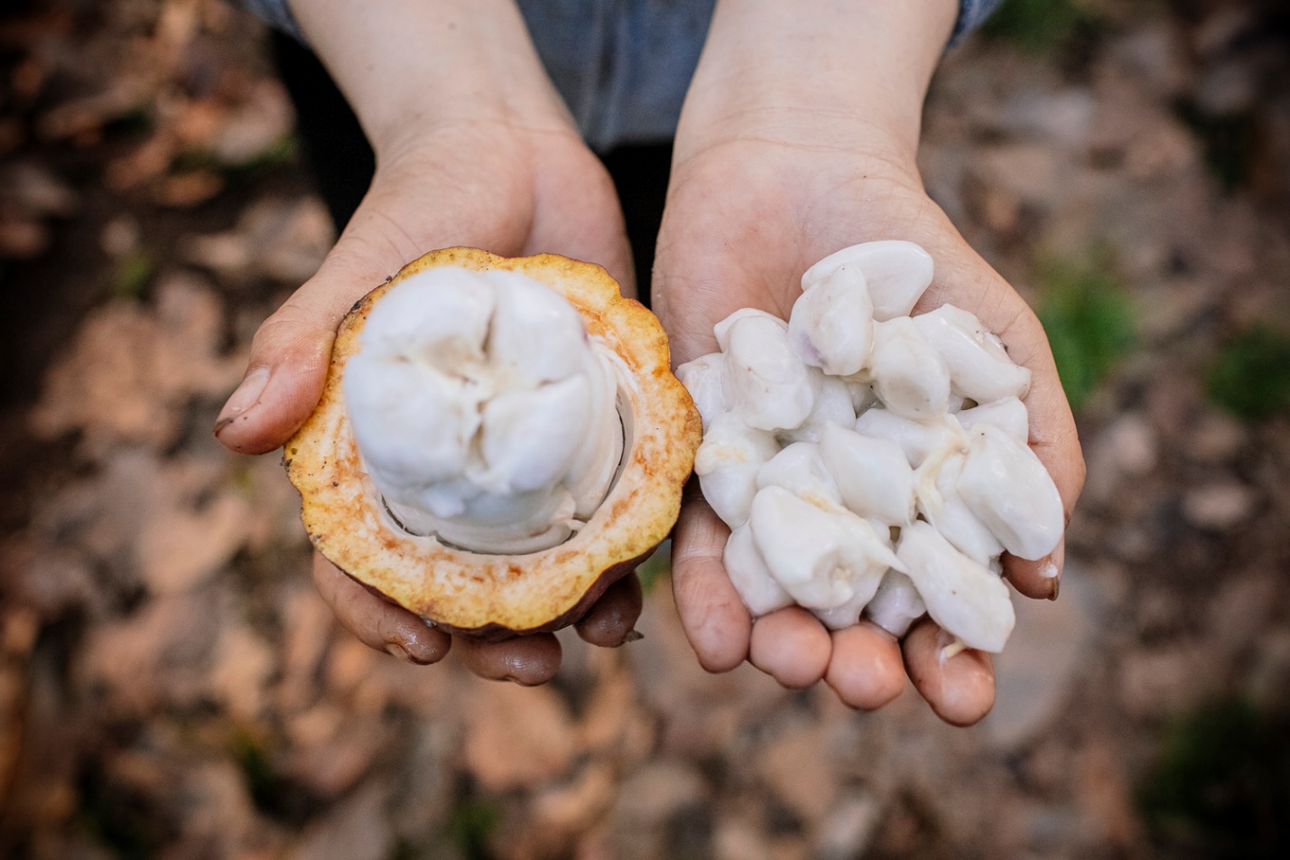 Cây Cacao Việt Nam và tiềm lực vươn mình ra thế giới- Ảnh 3.