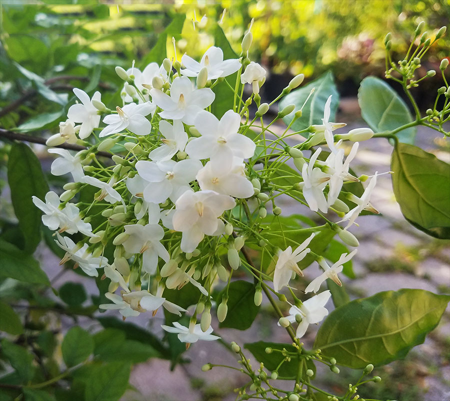 7 loại hoa phong thủy nên trồng trước cửa nhà – càng nở rộ càng hút tài lộc- Ảnh 5.
