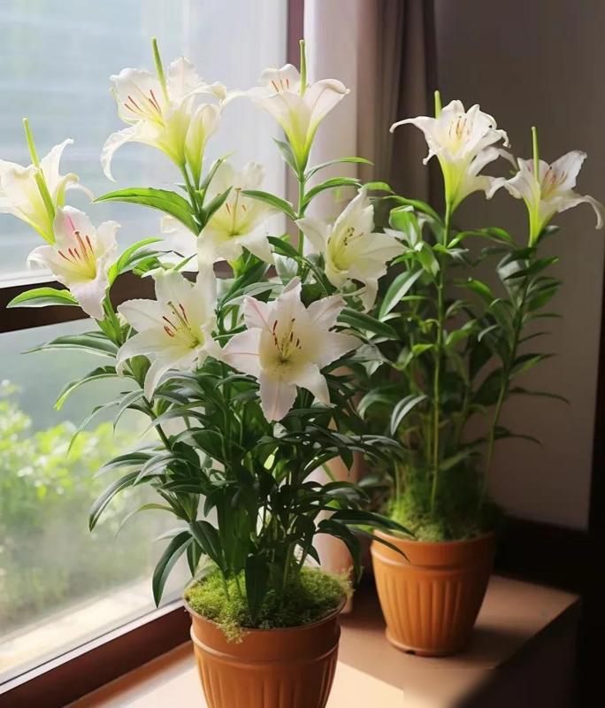 3 loại hoa tuyệt đối không nên trồng trong nhà: Hoa có thể nở rộ nhưng gia chủ thì khó hanh thông- Ảnh 3.