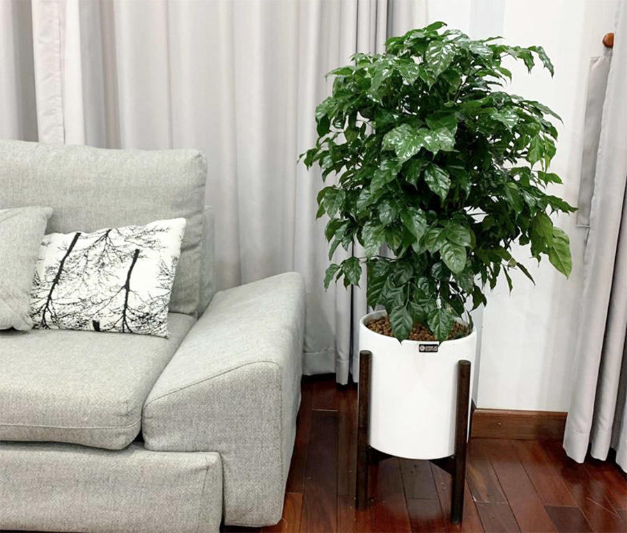 Ông bà dặn: Đặt 3 chậu cây trong phòng khách, tài lộc dồi dào, gia đình bình an, hạnh phúc- Ảnh 1.