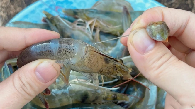 Màu vàng trong đầu tôm là "phân" hay "trứng"? Ăn được hay không? Nhiều người không biết và đây là câu trả lời- Ảnh 5.