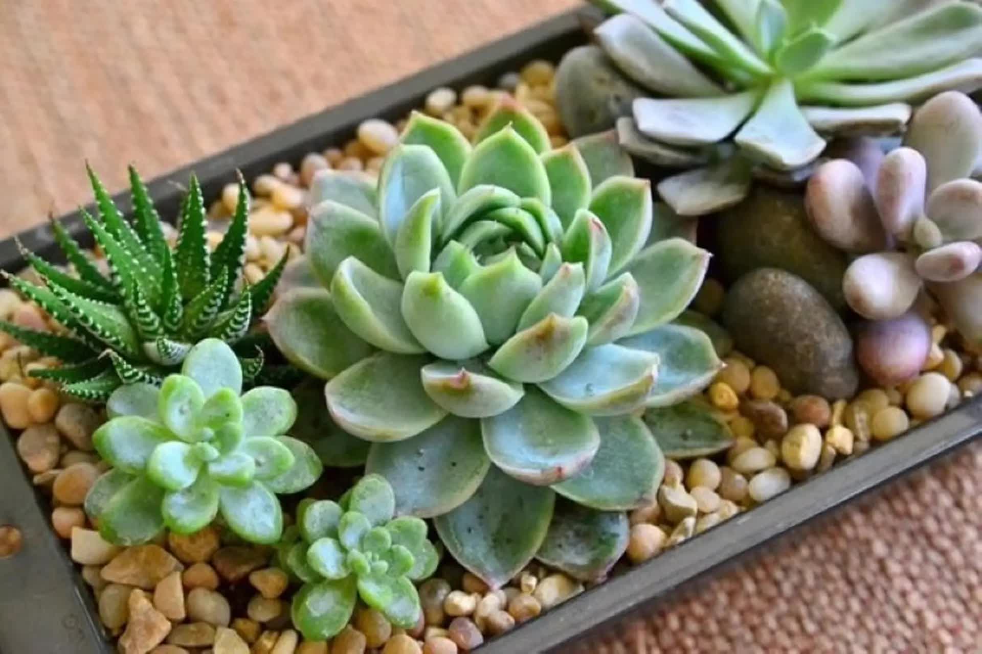 5 loại cây hợp tuổi 45+ vừa giúp tinh thần an yên vừa hút tài lộc vào nhà- Ảnh 5.
