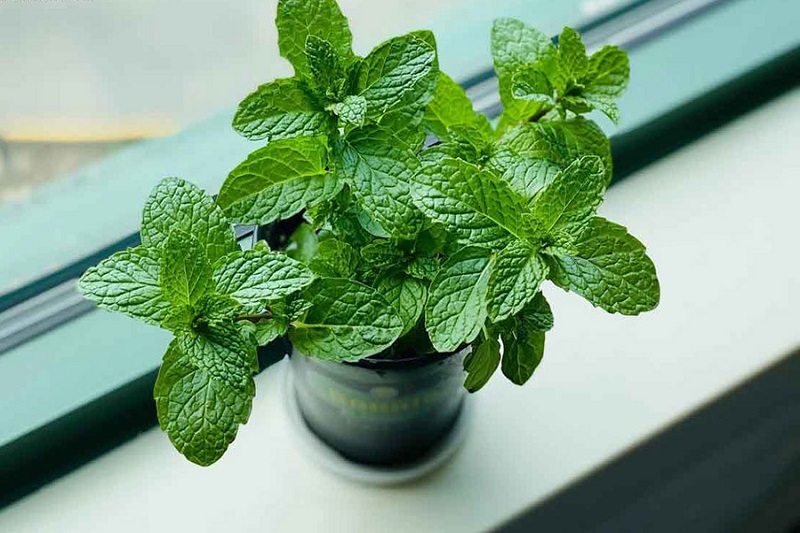Ban công trồng 1 trong 5 cây này – 9/10 gia đình đều khỏe mạnh, tiền không hao hụt- Ảnh 2.