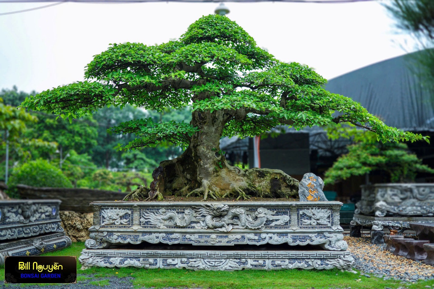 Bill Nguyễn Bonsai Garden – Nối dài di sản cây Việt trường tồn- Ảnh 4.