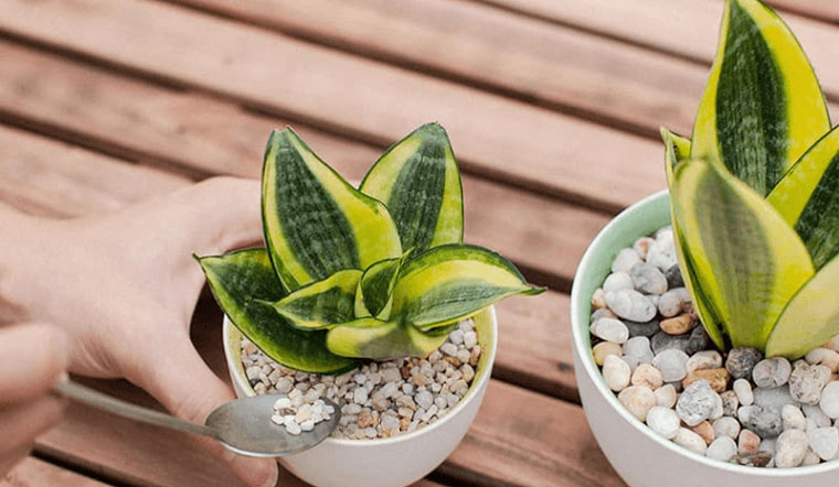 Nhà càng nhỏ càng nên trồng 3 loại cây này – vừa lọc khí vừa hút lộc- Ảnh 1.