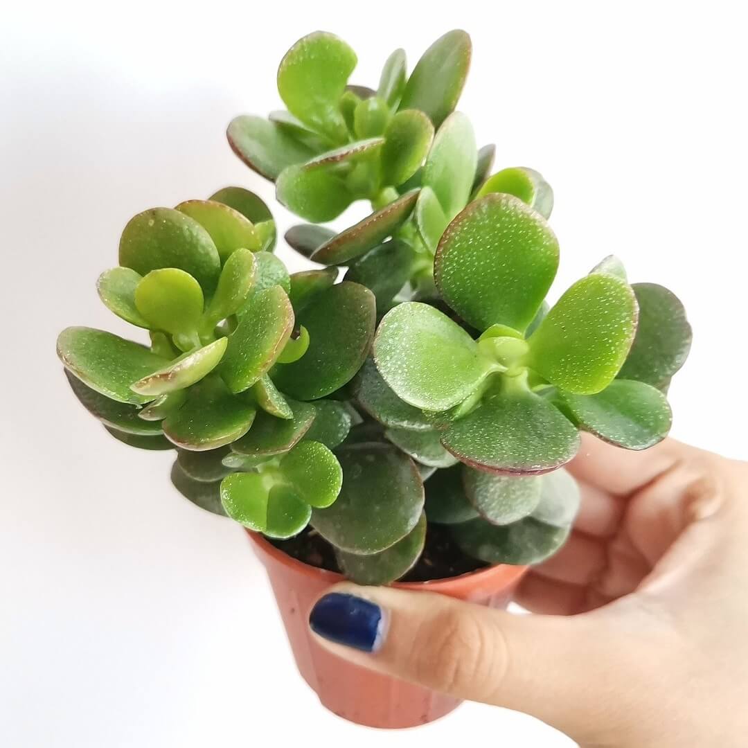Nhà càng nhỏ càng nên trồng 3 loại cây này – vừa lọc khí vừa hút lộc- Ảnh 2.