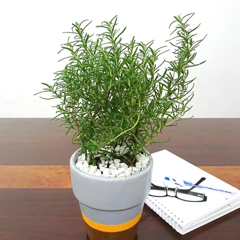 Nhà càng nhỏ càng nên trồng 3 loại cây này – vừa lọc khí vừa hút lộc- Ảnh 3.