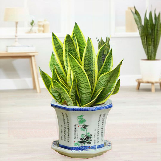 Đặt 1 trong 6 cây phong thủy này trong phòng khách: 9/10 gia đình đều giàu có- Ảnh 10.