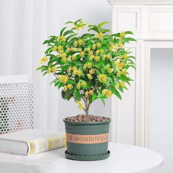 Hiếm có loài cây hợp cả 5 mệnh, được lòng Quý Nhân thế này: Trồng một gốc, tài lộc vượng ba đời!- Ảnh 2.