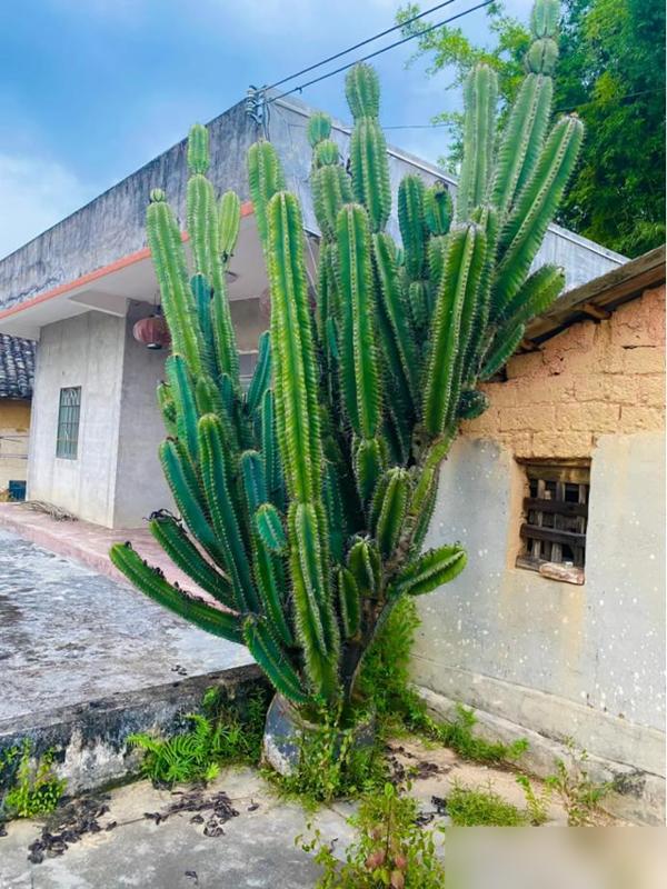 4 loại hoa tuyệt đối không nên trồng trong nhà, vừa độc hại vừa mang phong thủy chia ly, gia chủ dễ gặp xui rủi- Ảnh 3.