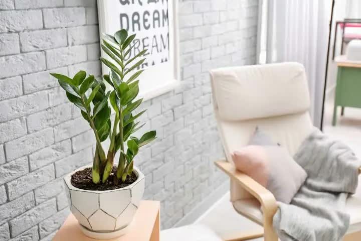 Ngoài 40 tuổi, người tuổi Sửu càng nên trồng cây này trong nhà - tốt cho sức khỏe, hút tài lộc- Ảnh 1.
