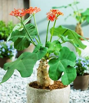 4 loại hoa tuyệt đối không nên trồng trong nhà, vừa độc hại vừa mang phong thủy chia ly, gia chủ dễ gặp xui rủi- Ảnh 2.