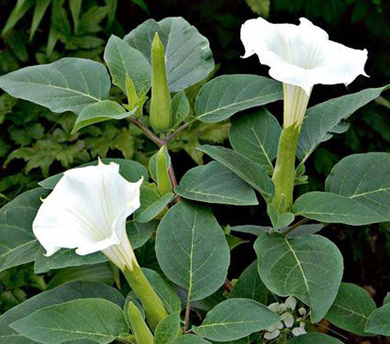 4 loại hoa tuyệt đối không nên trồng trong nhà, vừa độc hại vừa mang phong thủy chia ly, gia chủ dễ gặp xui rủi- Ảnh 5.