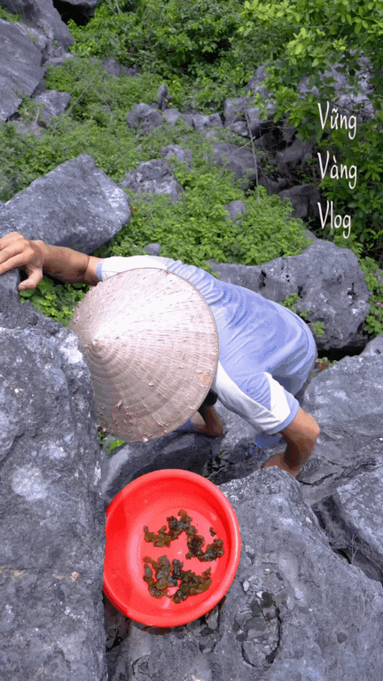 Không phải dê núi và cơm cháy, thứ "mọc từ đá" này mới là món ăn gây thương nhớ nhất Cố đô- Ảnh 3.