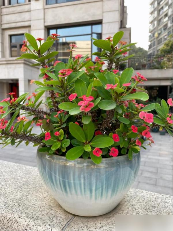 4 loại hoa tuyệt đối không nên trồng trong nhà, vừa độc hại vừa mang phong thủy chia ly, gia chủ dễ gặp xui rủi- Ảnh 4.