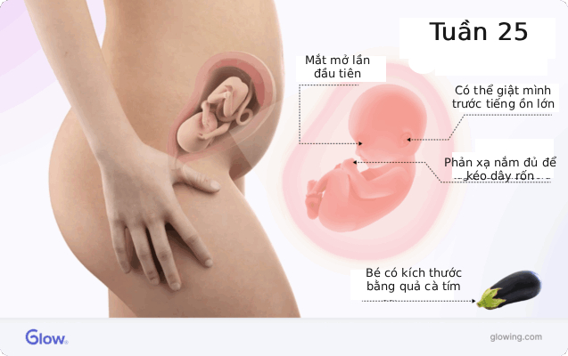 Tuần thai thứ 25: Bé đã tròn trịa hơn, não bộ phát triển mạnh mẽ- Ảnh 8.