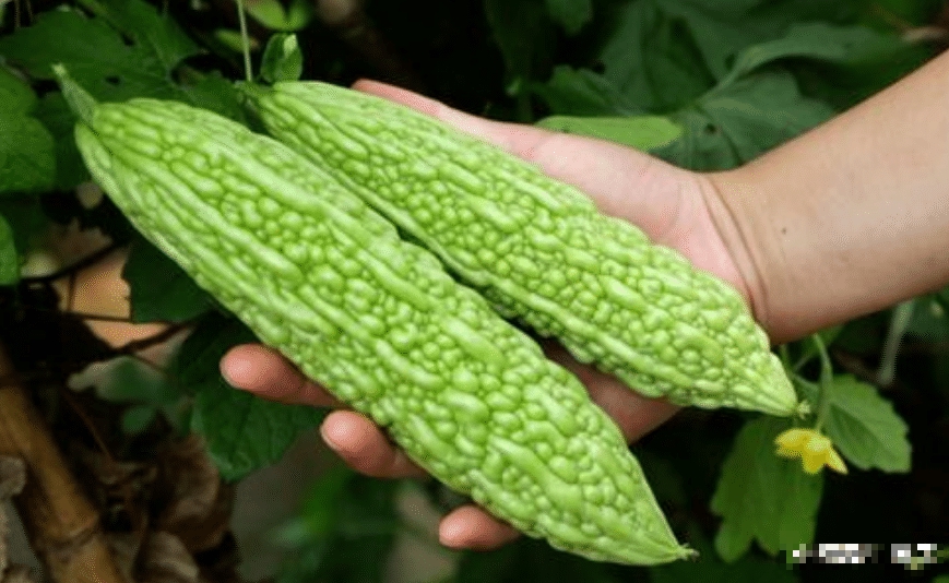 Nhất định phải nấu 4 món ăn này vào mùa thu để thanh nhiệt, giải độc cơ thể và khỏe mạnh khi mùa đông đến- Ảnh 9.