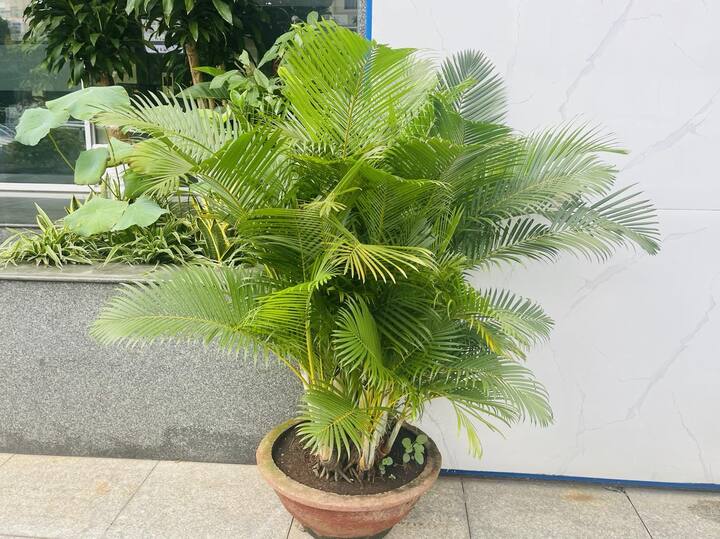Ông bà xưa truyền: Trồng 3 loại cây này trước cổng, con cháu dễ gặp quý nhân phù trợ- Ảnh 1.