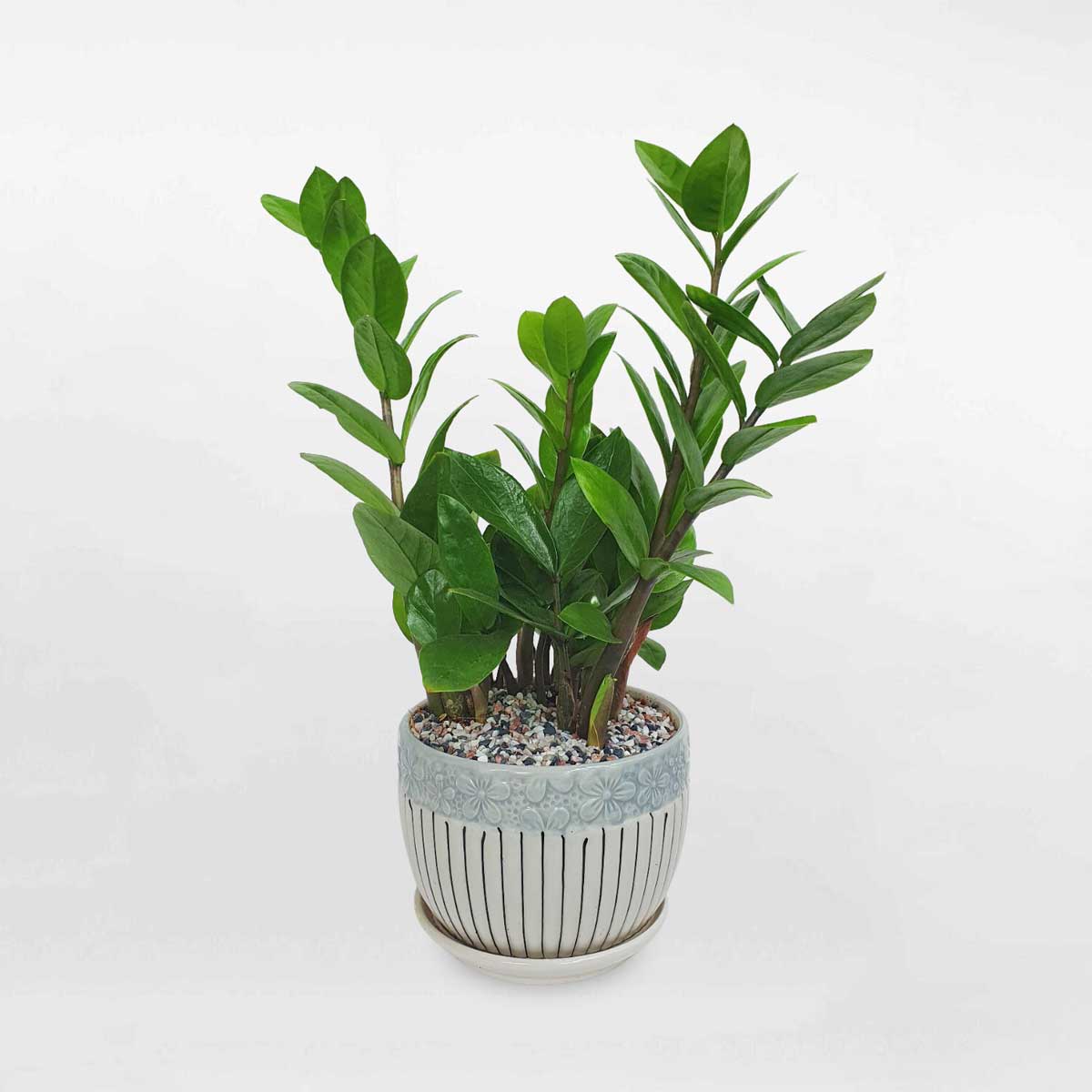 Người mệnh Mộc chỉ cần trồng 1 trong 5 loại cây này - tiền bạc lúc nào cũng ‘chảy’ vào nhà- Ảnh 1.