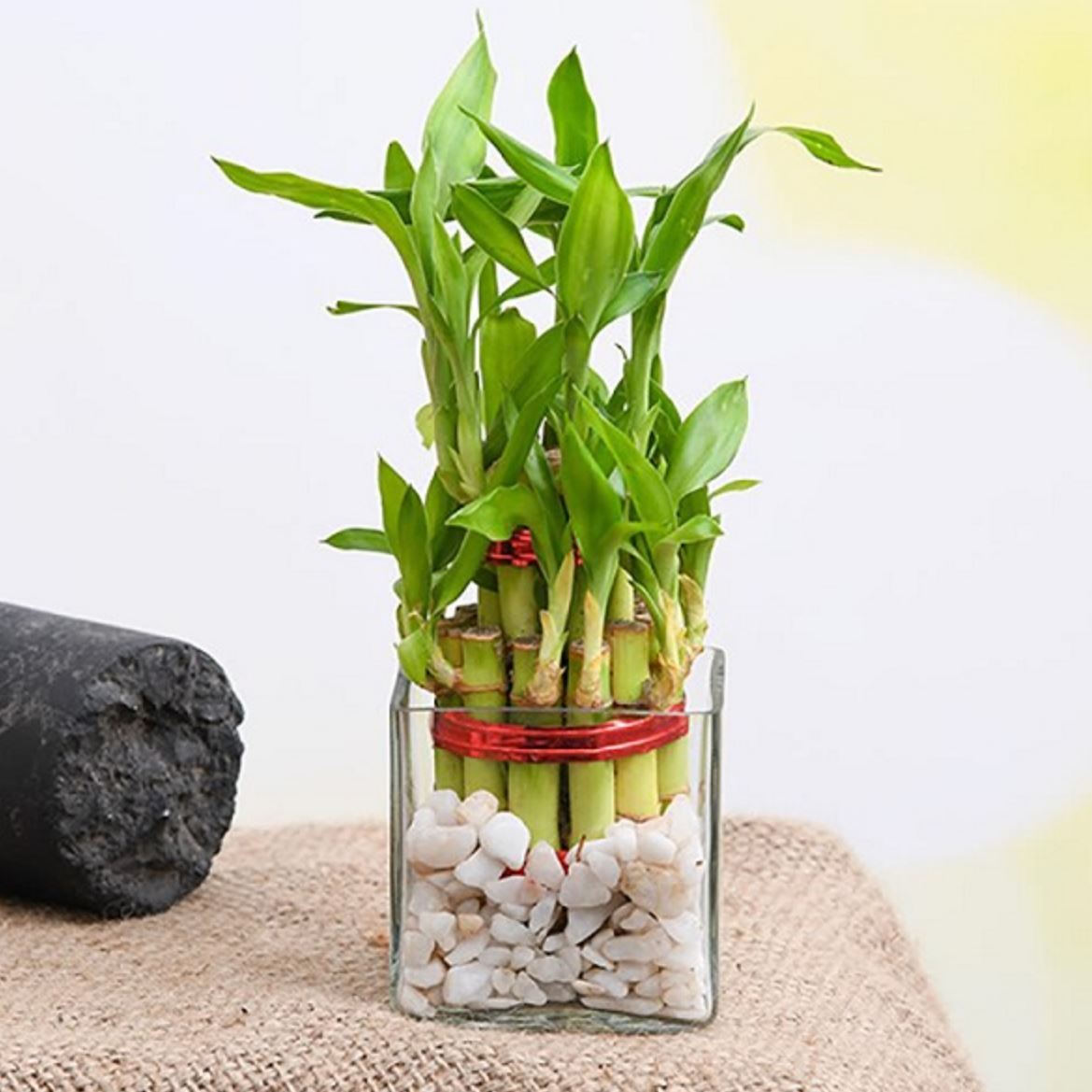 Người mệnh Mộc chỉ cần trồng 1 trong 5 loại cây này - tiền bạc lúc nào cũng ‘chảy’ vào nhà- Ảnh 2.