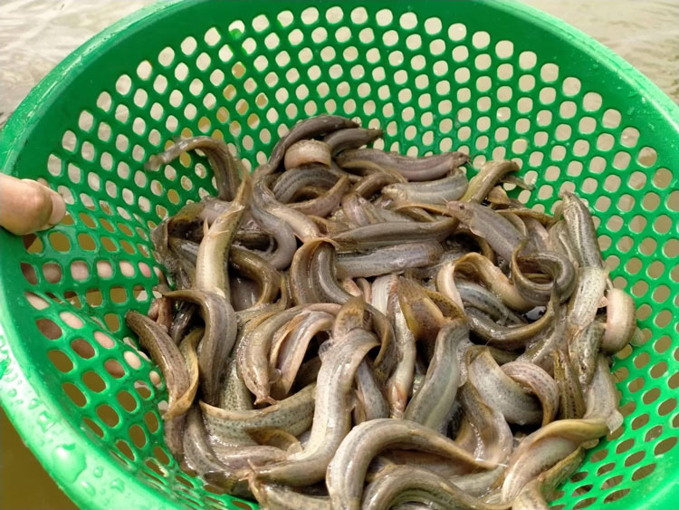 Đây là 3 loại "thịt vàng" cho người cao tuổi: Ăn 2 lần/tuần để bảo vệ tế bào não, cách nấu dễ và rất ngon- Ảnh 1. Đây là 3 loại "thịt vàng" cho người cao tuổi: Ăn 2 lần/tuần để bảo vệ tế bào não, cách nấu dễ và rất ngon- Ảnh 1.