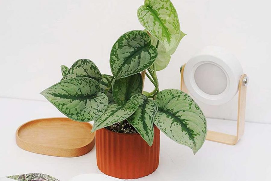 Phụ nữ tuổi 40 trở lên: Trồng 3 loại cây này, không khí trong lành, tiền bạc thêm vượng- Ảnh 3.