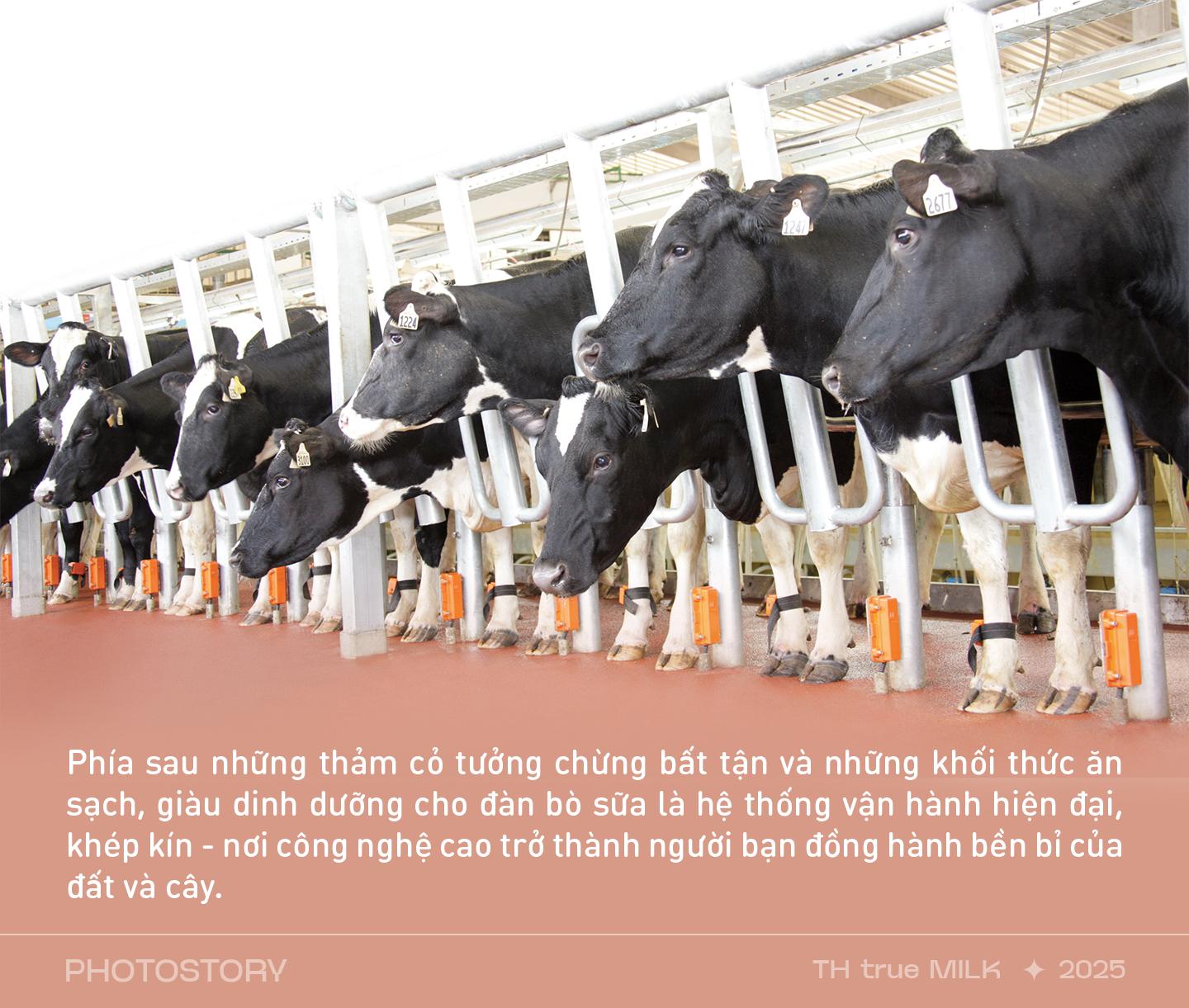 Những cỗ “siêu máy” trên cánh đồng nguyên liệu 8.100 ha của TH true MILK- Ảnh 2.