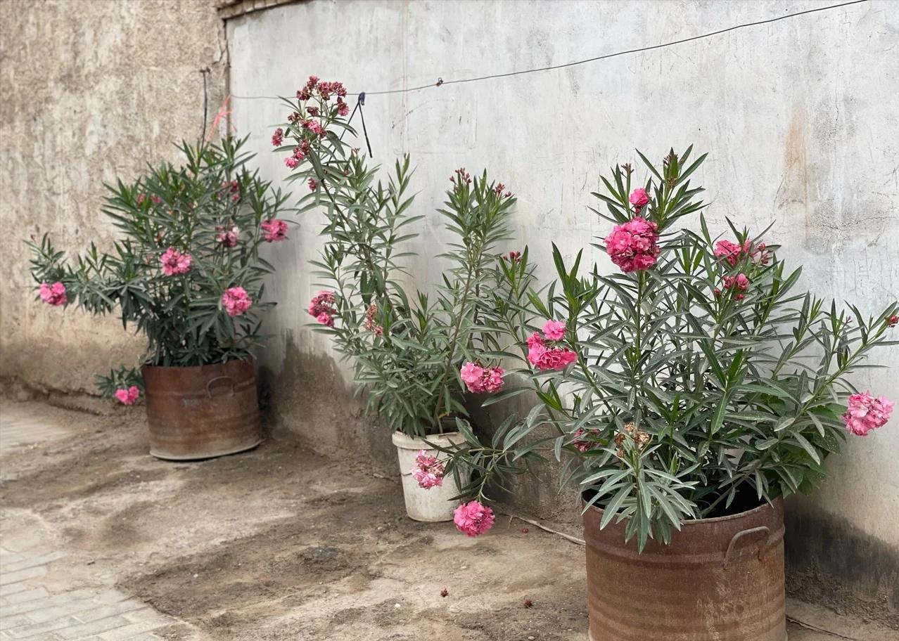 Nếu bạn giữ 5 loại hoa này, cuộc sống của bạn sẽ "mong manh như giấy", càng đẹp càng nguy hiểm- Ảnh 2.