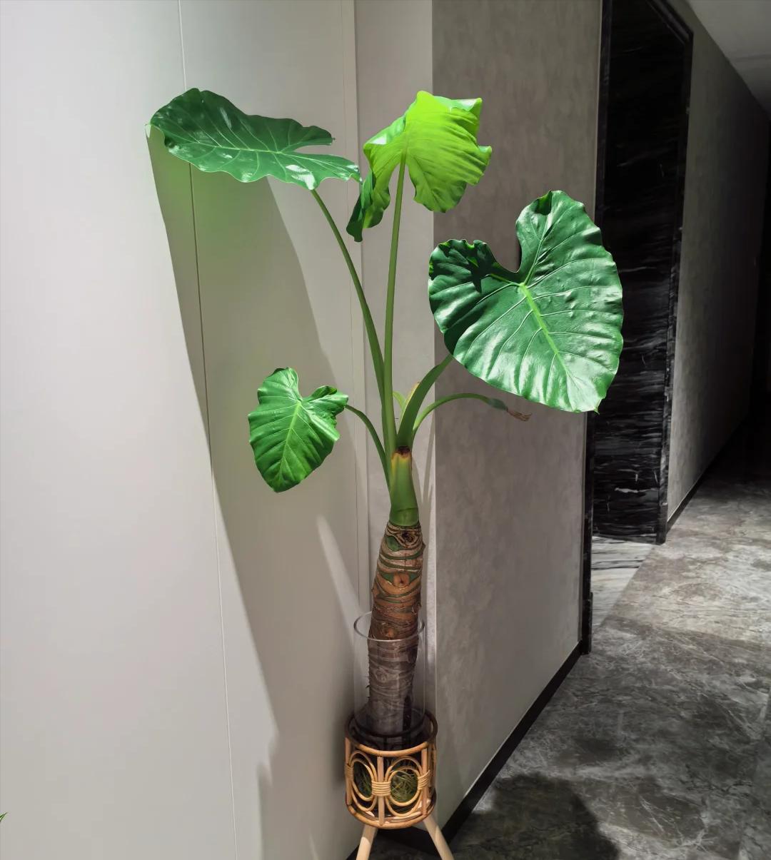 Nếu bạn giữ 5 loại hoa này, cuộc sống của bạn sẽ "mong manh như giấy", càng đẹp càng nguy hiểm- Ảnh 1.