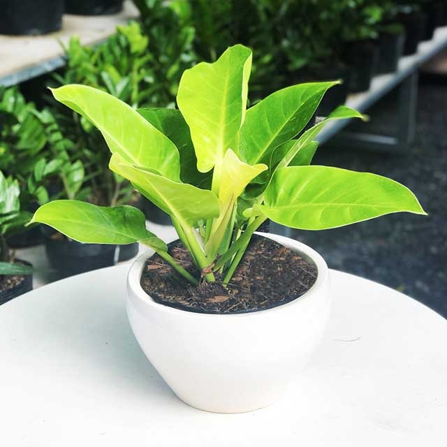 8 loài cây là "thần giữ của": Đặt trên bàn thờ, gia chủ làm ăn thuận lợi, tiền bạc dễ tụ- Ảnh 4.