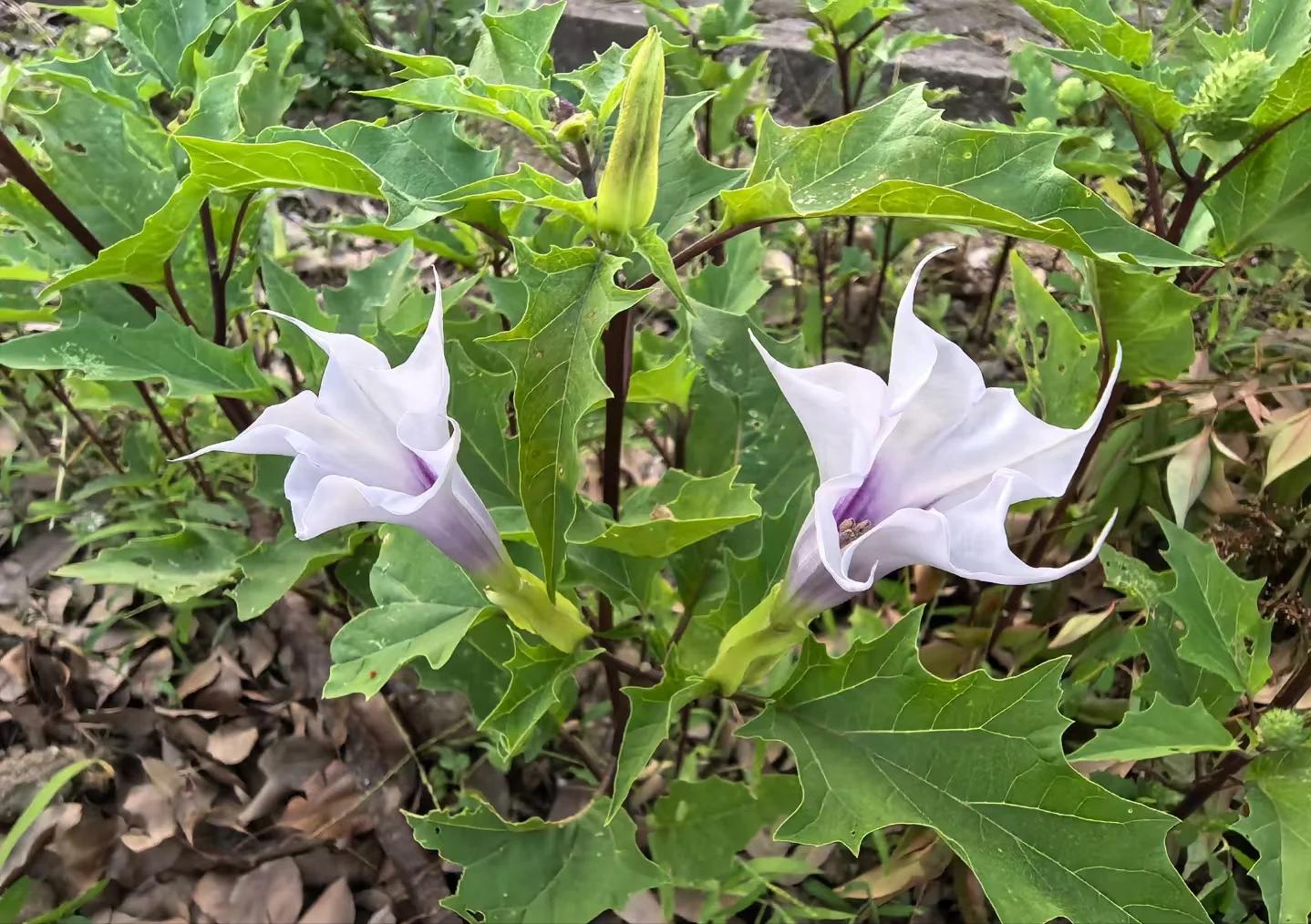 Nếu bạn giữ 5 loại hoa này, cuộc sống của bạn sẽ "mong manh như giấy", càng đẹp càng nguy hiểm- Ảnh 5.