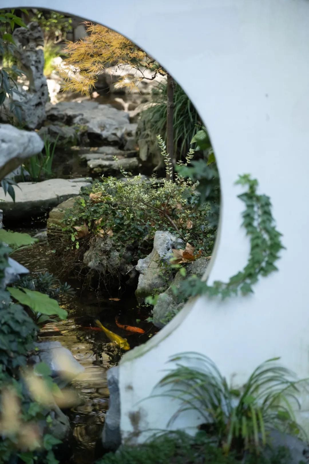 Thuê nhà nhỏ vẫn sống như biệt thự: Mẹ đơn thân biến ban công - sân hẹp thành khu vườn xanh mướt- Ảnh 10.