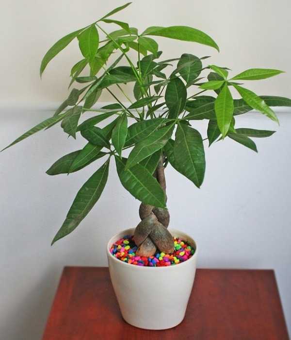 8 loài cây là "thần giữ của": Đặt trên bàn thờ, gia chủ làm ăn thuận lợi, tiền bạc dễ tụ- Ảnh 6.