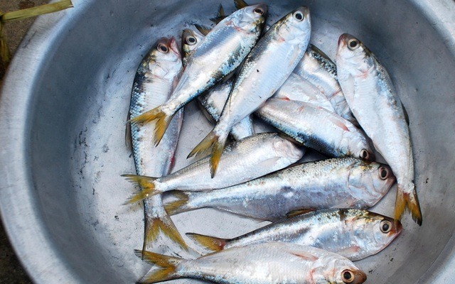 Loài cá được khen "tốt nhất thế giới": Chợ Việt bán chỉ 30.000đ/kg, quanh năm sẵn hàng- Ảnh 3.