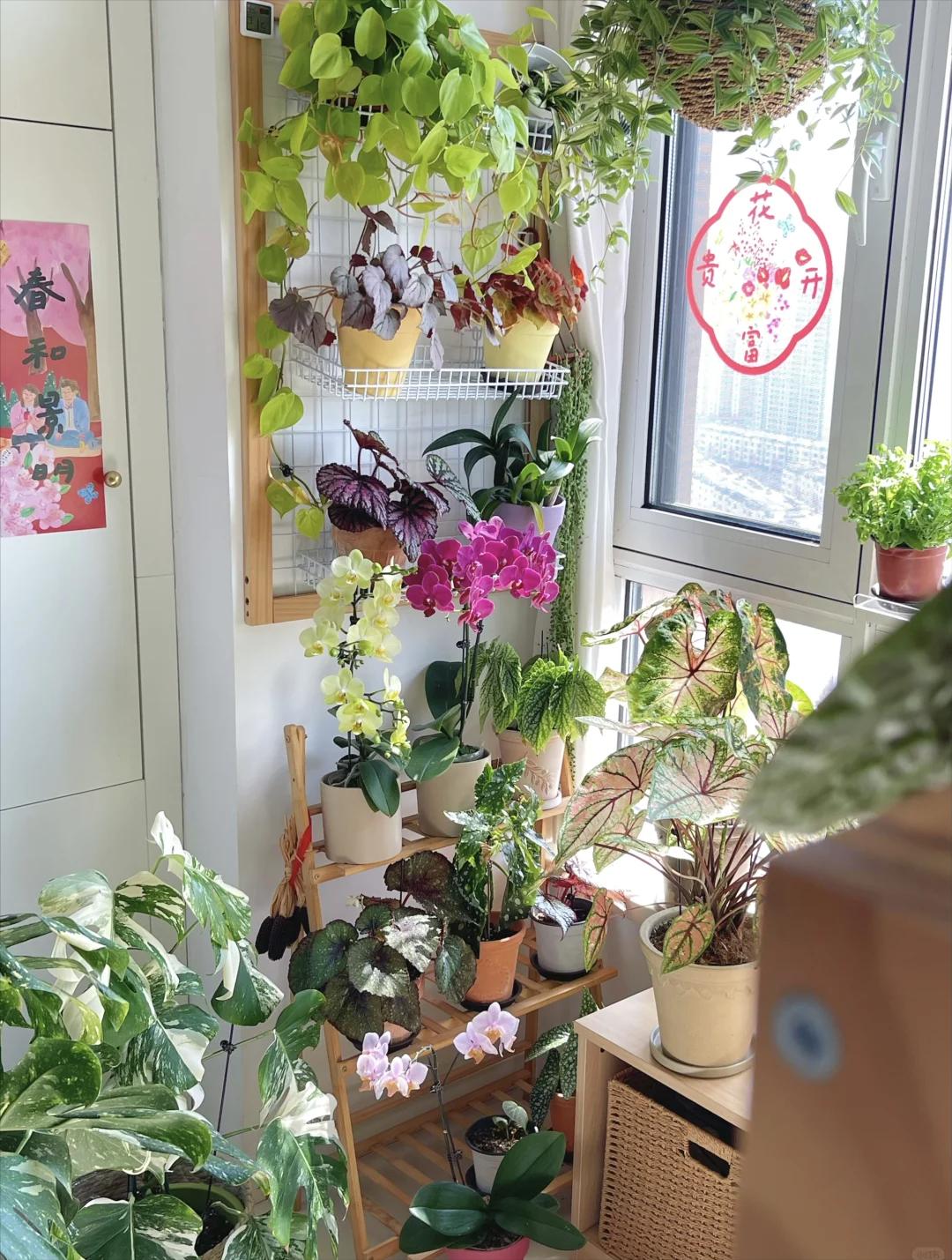 Không nhà vườn, không biệt thự: Ban công của bà mẹ trẻ khiến hàng nghìn người muốn sống chậm lại- Ảnh 3.