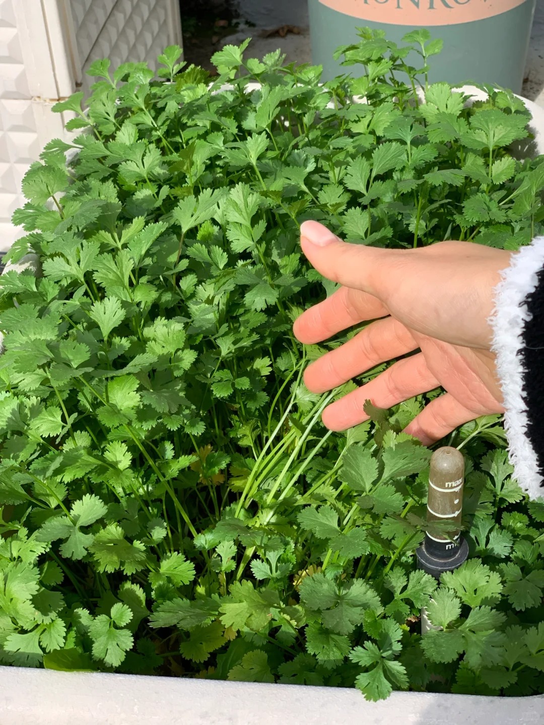 Tôi bắt đầu trồng rau tại nhà vì nghĩ cho vui, 3 tháng sau nhận ra mình đã tiết kiệm được một khoản không nhỏ- Ảnh 7.