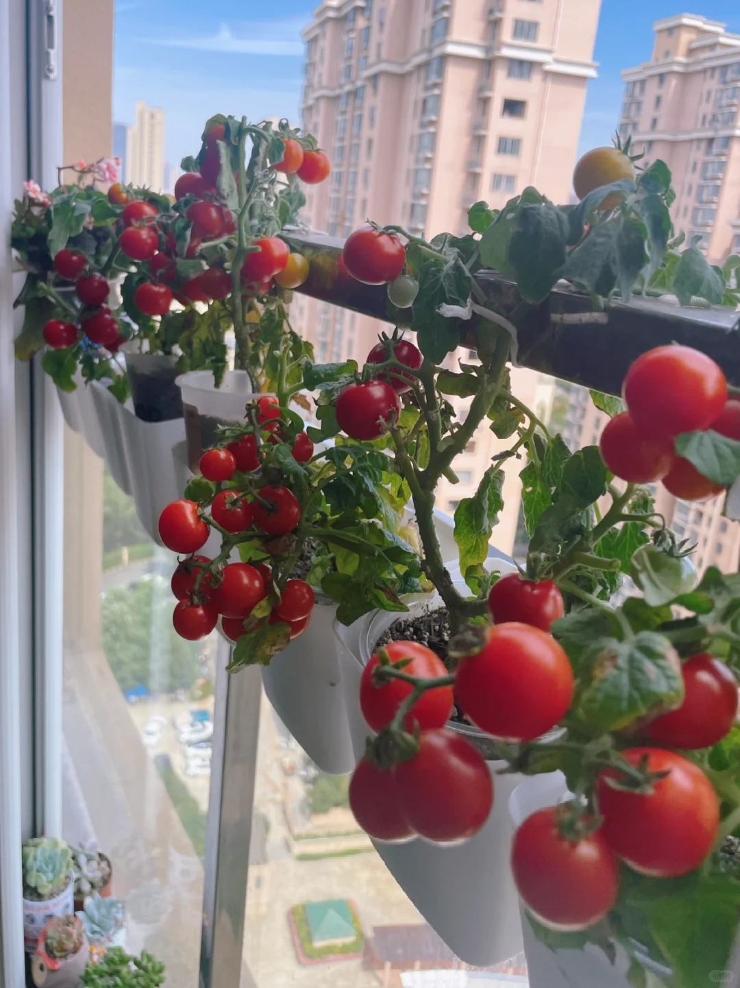 Tôi bắt đầu trồng rau tại nhà vì nghĩ cho vui, 3 tháng sau nhận ra mình đã tiết kiệm được một khoản không nhỏ- Ảnh 11.