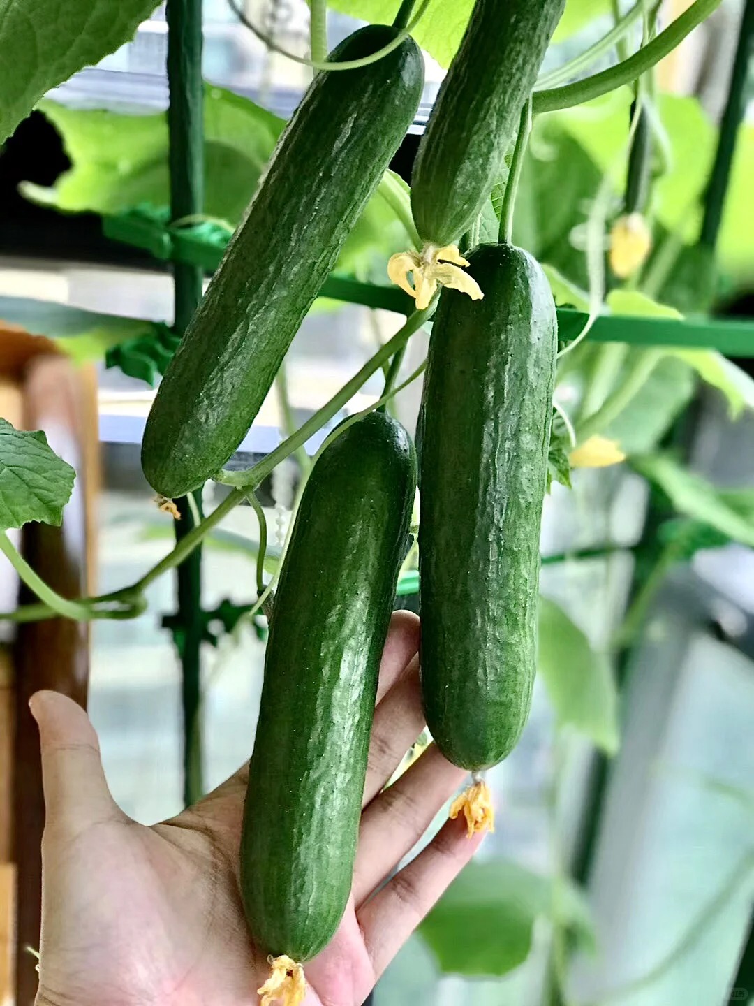 Tôi bắt đầu trồng rau tại nhà vì nghĩ cho vui, 3 tháng sau nhận ra mình đã tiết kiệm được một khoản không nhỏ- Ảnh 12.