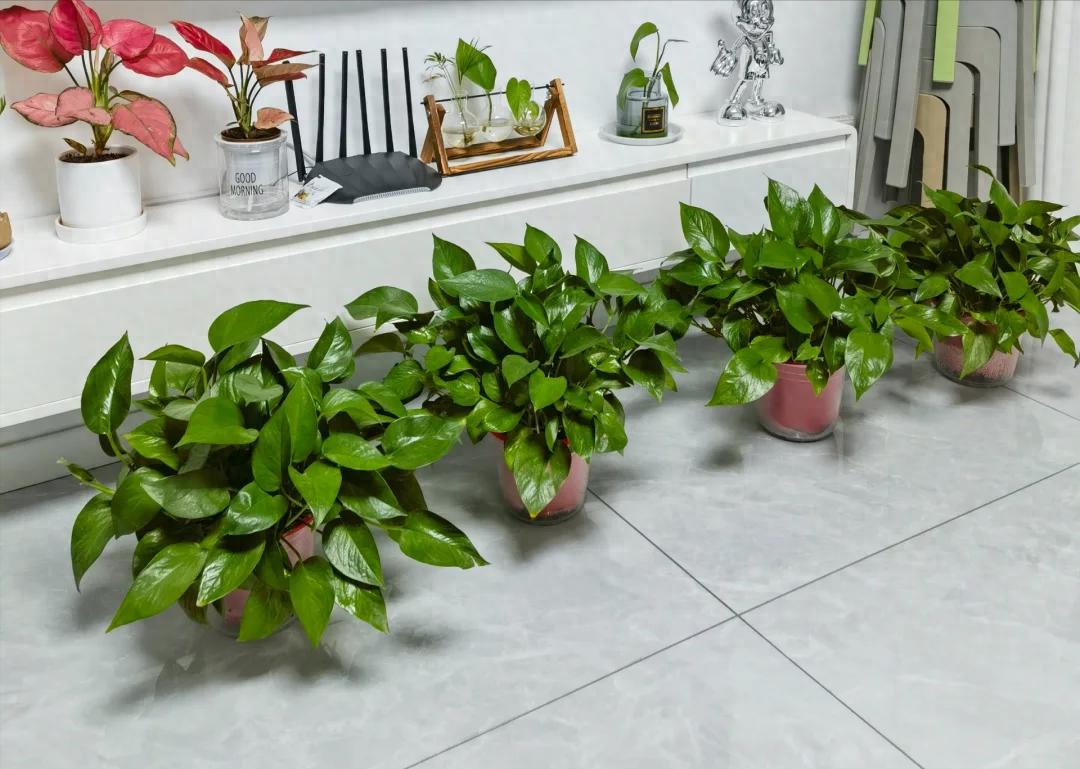 Nhiều người trồng hoa mà phạm đại kỵ: Có loại càng đẹp càng hút âm khí, mang vào nhà là vận suy ngay lập tức- Ảnh 1.