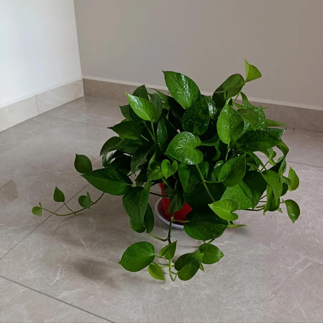 Nhiều người trồng hoa mà phạm đại kỵ: Có loại càng đẹp càng hút âm khí, mang vào nhà là vận suy ngay lập tức- Ảnh 2.