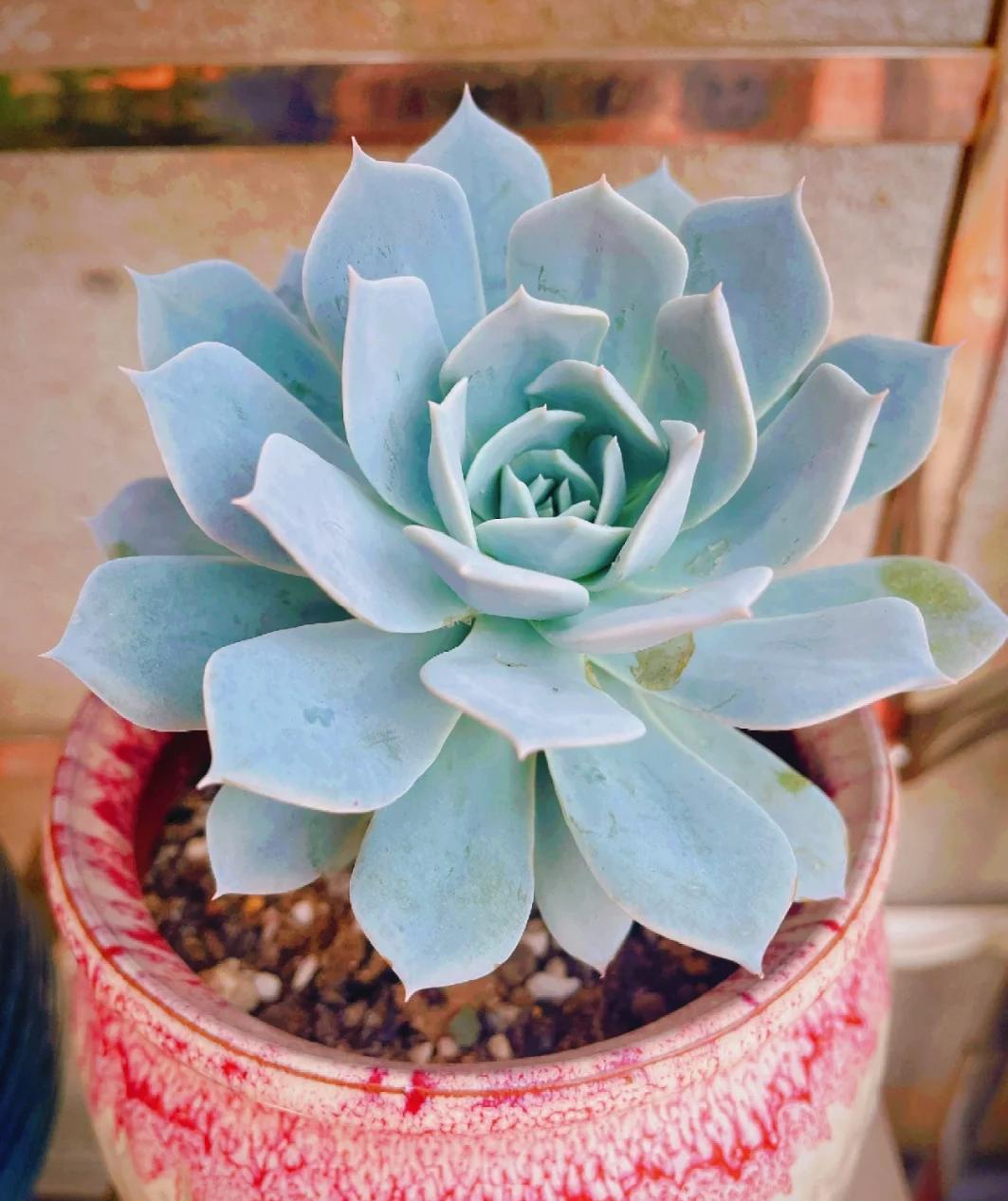 5 loại mọng nước đẹp thì đẹp thật… nhưng mang "nghèo" vào nhà: Trồng càng lâu ví càng mỏng, đừng dại rước về- Ảnh 3. 5 loại mọng nước đẹp thì đẹp thật… nhưng mang "nghèo" vào nhà: Trồng càng lâu ví càng mỏng, đừng dại rước về- Ảnh 3.