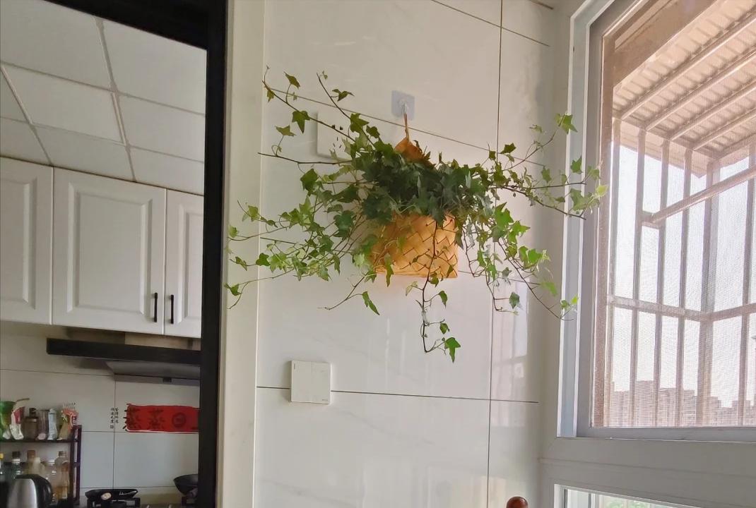 Nhiều người trồng hoa mà phạm đại kỵ: Có loại càng đẹp càng hút âm khí, mang vào nhà là vận suy ngay lập tức- Ảnh 3.