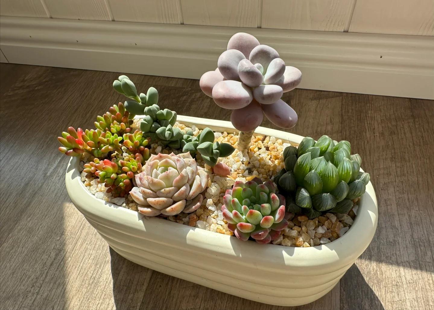 5 loại mọng nước đẹp thì đẹp thật… nhưng mang "nghèo" vào nhà: Trồng càng lâu ví càng mỏng, đừng dại rước về- Ảnh 5. 5 loại mọng nước đẹp thì đẹp thật… nhưng mang "nghèo" vào nhà: Trồng càng lâu ví càng mỏng, đừng dại rước về- Ảnh 5.