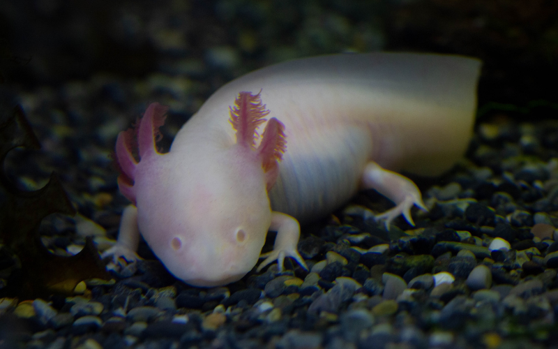 Tạo hóa photoshop siêu vật lạ lùng và đáng yêu trong thế giới tự nhiên - Ảnh 11. Tạo hóa photoshop siêu vật lạ lùng và đáng yêu trong thế giới tự nhiên - Ảnh 11.