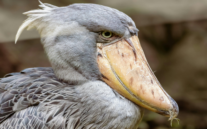 Tạo hóa photoshop siêu vật lạ lùng và đáng yêu trong thế giới tự nhiên - Ảnh 2. Tạo hóa photoshop siêu vật lạ lùng và đáng yêu trong thế giới tự nhiên - Ảnh 2.