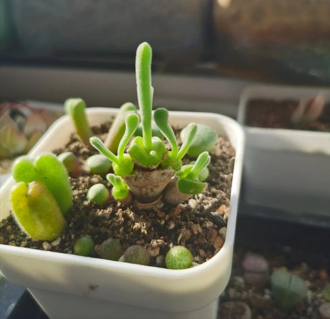 5 loại mọng nước đẹp thì đẹp thật… nhưng mang "nghèo" vào nhà: Trồng càng lâu ví càng mỏng, đừng dại rước về- Ảnh 4. 5 loại mọng nước đẹp thì đẹp thật… nhưng mang "nghèo" vào nhà: Trồng càng lâu ví càng mỏng, đừng dại rước về- Ảnh 4.