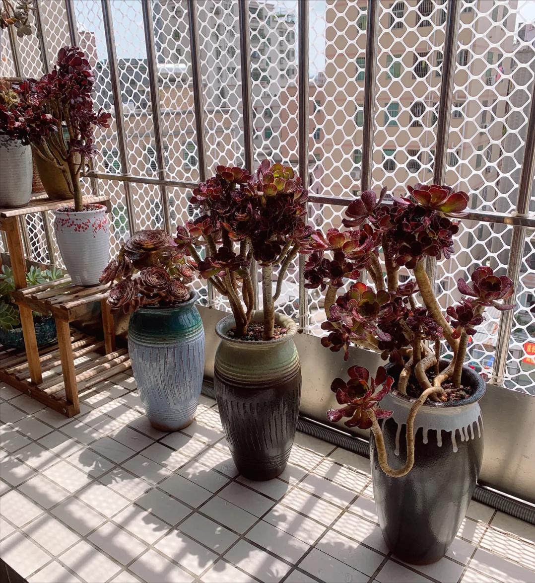 5 loại mọng nước đẹp thì đẹp thật… nhưng mang "nghèo" vào nhà: Trồng càng lâu ví càng mỏng, đừng dại rước về- Ảnh 2. 5 loại mọng nước đẹp thì đẹp thật… nhưng mang "nghèo" vào nhà: Trồng càng lâu ví càng mỏng, đừng dại rước về- Ảnh 2.