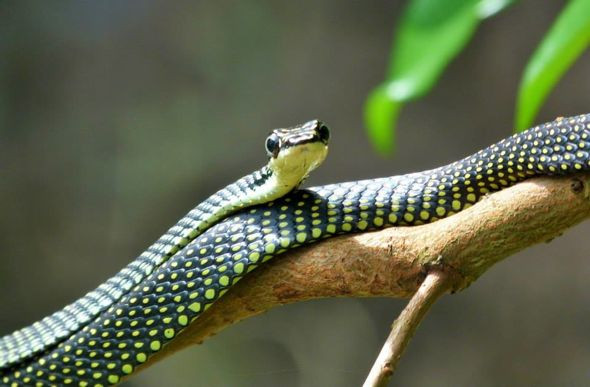 Khoa học cũng phải ngả mũ: Làm thế nào một con rắn có thể bay xa 100m mà không cần màng cánh?- Ảnh 1.